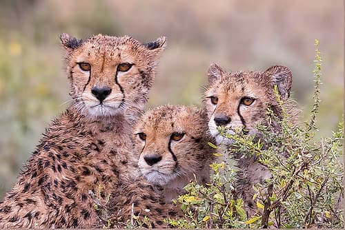 Cheetah cubs trying to hide behind bush-but too curious to stay in hiding-Serengeti-Tanzania-Africa Nature Print